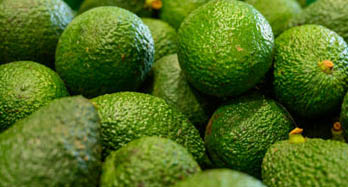 Abacates Hass 1Kg - Preço 9 €