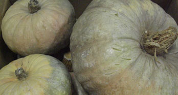 Cabaças 15 Kg - Preço 44 €