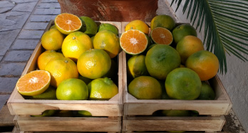Tangerinas ClemenPons 12 Kg - Preço 44 €