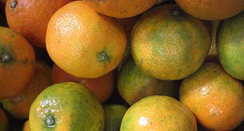 Tangerinas Clemenrubi 12 Kg - Preço 44 €