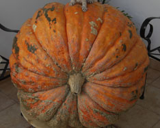 Comprar abóboras - Valencia pumpkins online