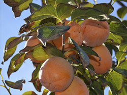 Comprar dióspiros online - Valencia persimmons online