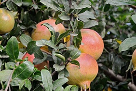 Comprar romãs online - Valencia pomegranates online