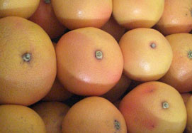 Comprar toranjas - Valencia grapefruits online