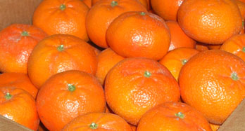Tangerinas Tardía 18 Kg - Preço 50 €