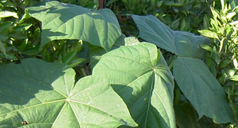 ,  de Valência