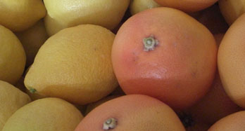 Limões e Toranja 18 Kg - Preço 50 €