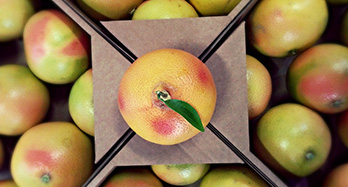 Toranja 10 Kg - Preço 37 €