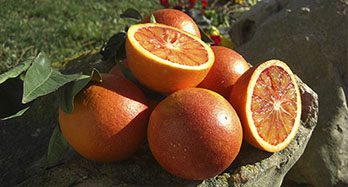 Laranjas de Sangue 15Kg - Preço 44 €