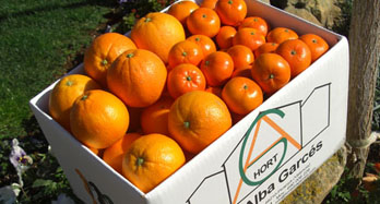 Washington Hernandina 18Kg - Preço 50 €